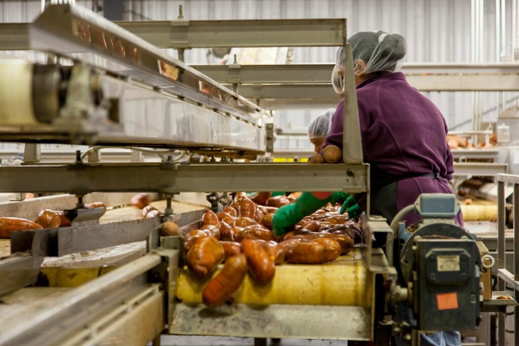 Workers sorting sweet potatoes in an industrial setting on a conveyor belt.